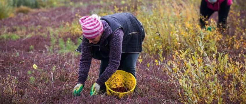 Новые правила сбора ягод, грибов и трав ввели в Беларуси