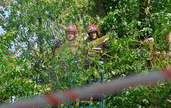 Компенсацию за упавшее на женщину дерево по решению суда заплатил Витебский областной детский клинический центр