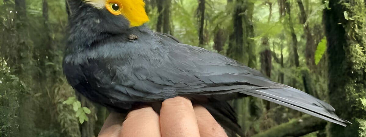 Ученые впервые сфотографировали «потерянную птицу», которую не видели уже больше 20 лет — Фото