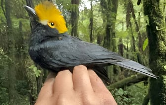 Ученые впервые сфотографировали «потерянную птицу», которую не видели уже больше 20 лет — Фото