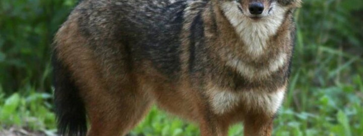 В Чернобыльской зоне появились шакалы