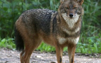 В Чернобыльской зоне появились шакалы