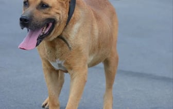 Им осталось жить несколько дней. В пункте умерщвления животных Могилева три собаки, которые ждут помощи