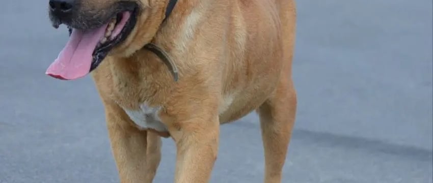 Им осталось жить несколько дней. В пункте умерщвления животных Могилева три собаки, которые ждут помощи