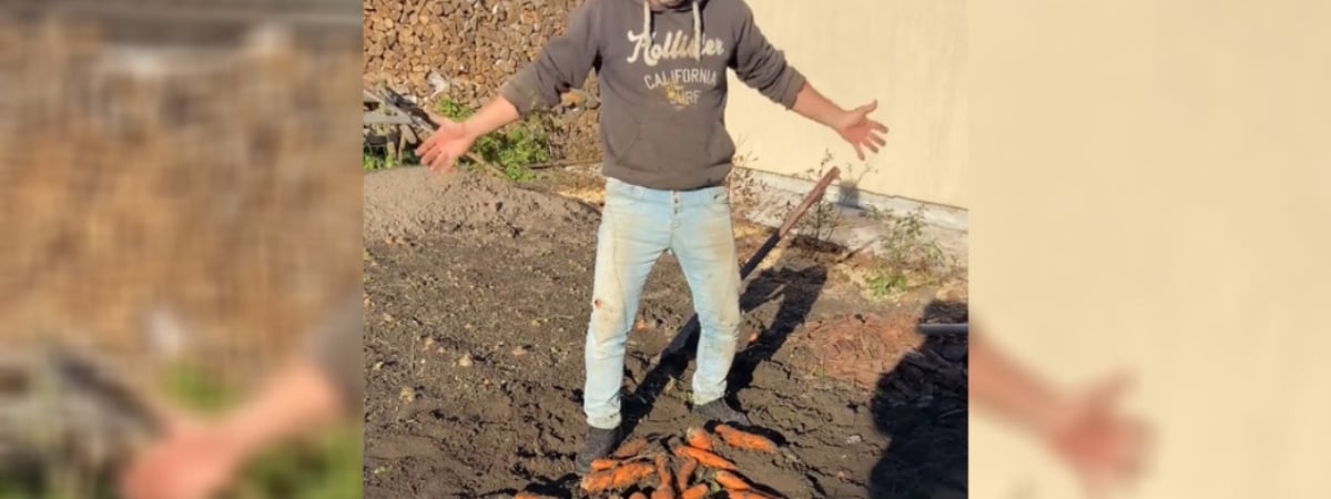 «Морковь с ума сошла» — Белорусский блогер показал, какой урожай вырастил из «контрабандных» польских семян — Видео