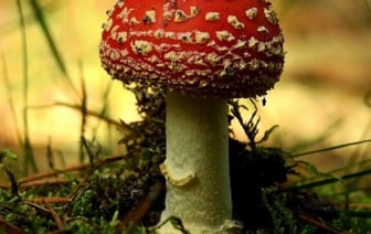 Отравление сушеными мухоморами в Беларуси