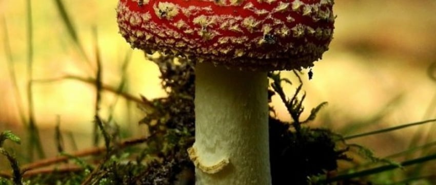 Отравление сушеными мухоморами в Беларуси