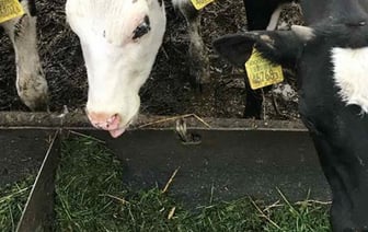 В Брестском районе осудили заместителя директора, ветеринара и бригадира на молочной ферме. Что они сделали?