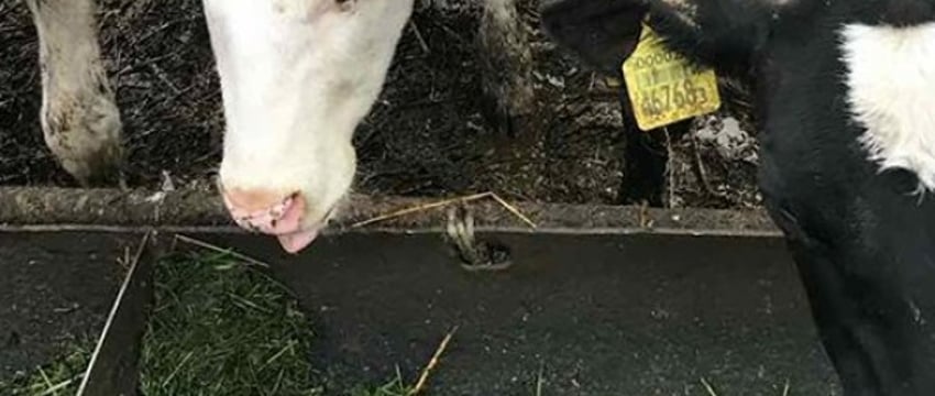 В Брестском районе осудили заместителя директора, ветеринара и бригадира на молочной ферме. Что они сделали?