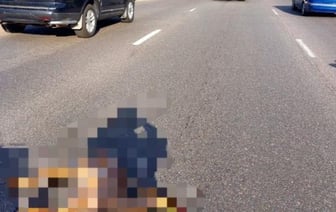 Предупреждение ГАИ Витебска: косули на дороге