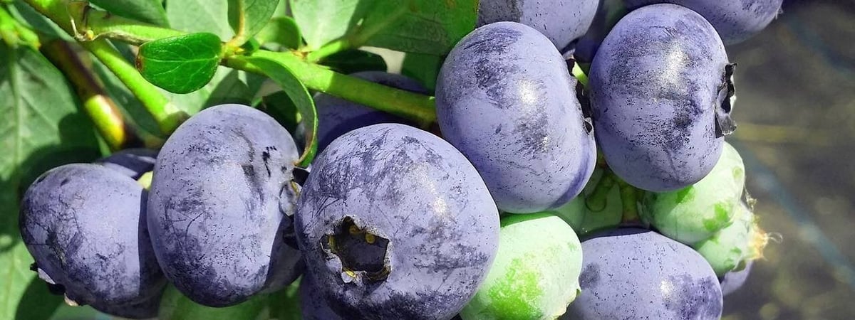 Чем подкормить голубику ранней весной? Раскрываем секрет щедрого урожая — Полезно