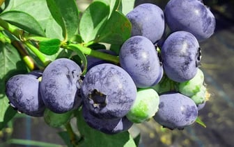 Чем подкормить голубику ранней весной? Раскрываем секрет щедрого урожая — Полезно