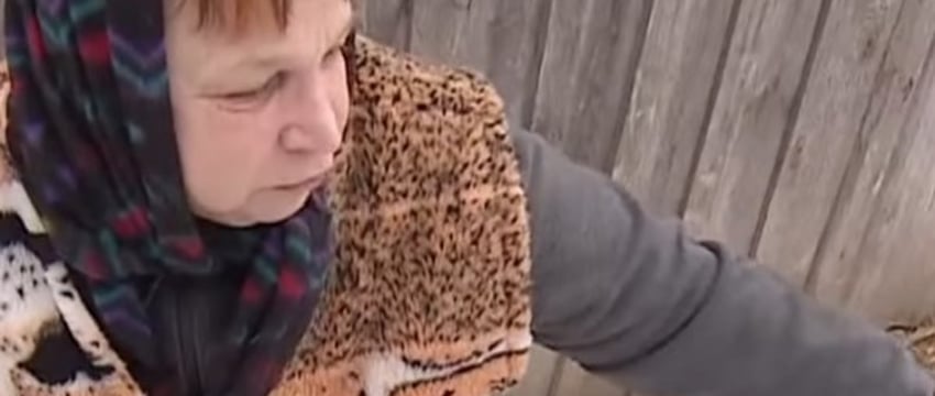 В Беларуси волки терроризируют людей и нападают на домашних животных — репортаж