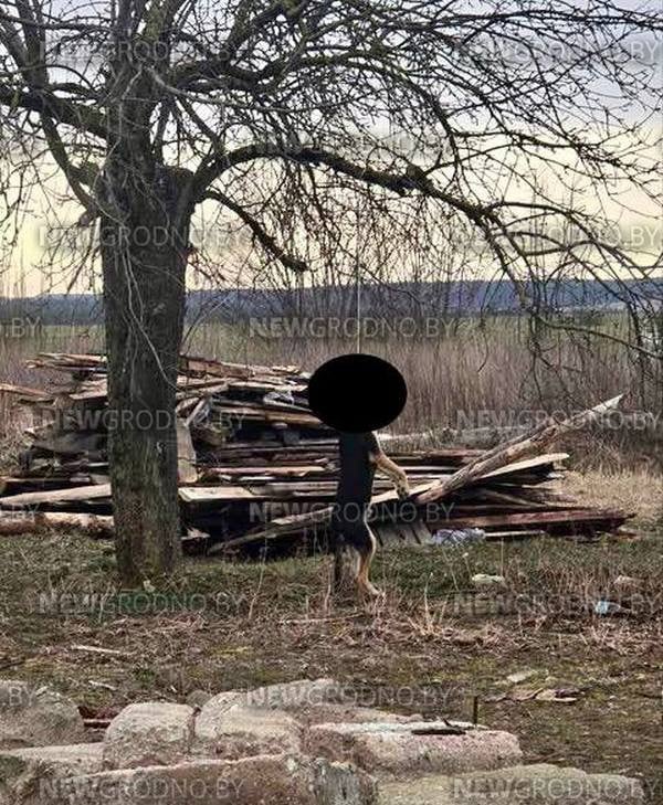 Жуткий случай в Беларуси. На окраине города жестоко убили собаку