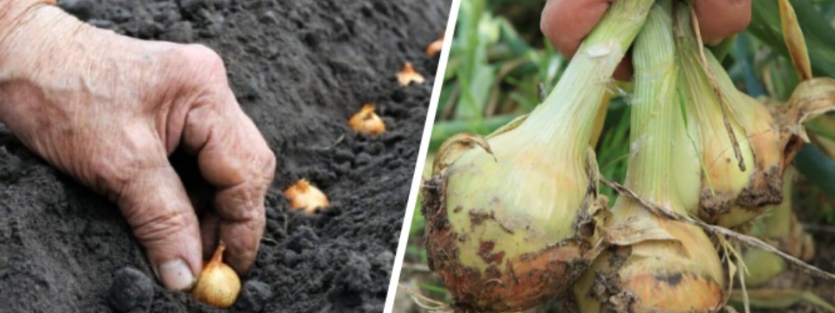Как и когда сажать лук, чтобы вырос с кулак? Придерживайтесь «правила 10-15» — Полезно