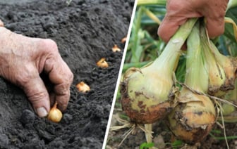 Как и когда сажать лук, чтобы вырос с кулак? Придерживайтесь «правила 10-15» — Полезно