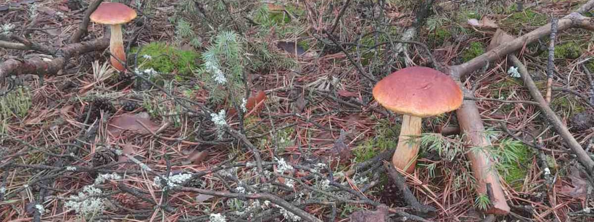 Все чаще белорусы стали находить в лесах золотой боровик — можно ли его употреблять в пищу