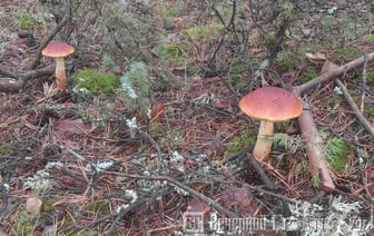 Все чаще белорусы стали находить в лесах золотой боровик — можно ли его употреблять в пищу