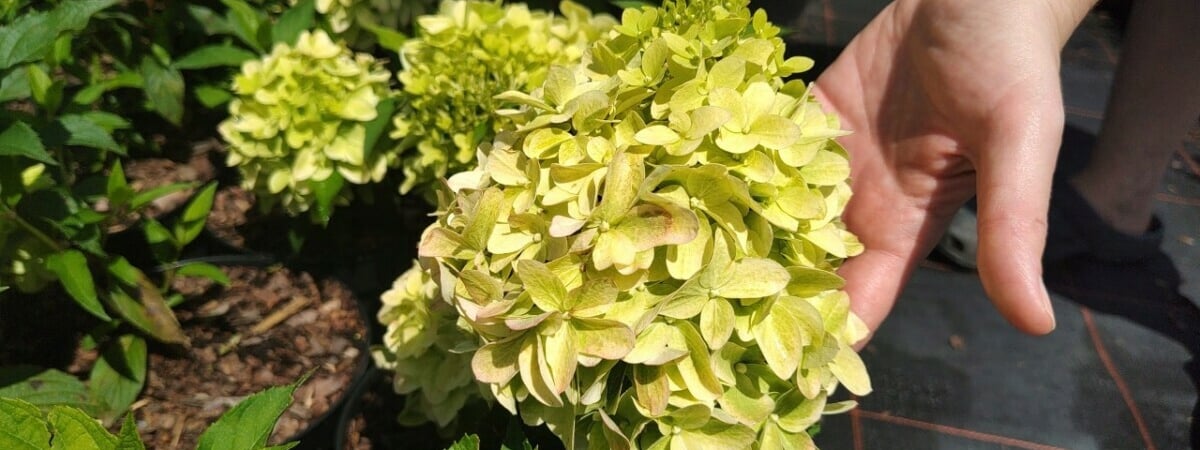 Почему гортензии зеленеют? Вот что нужно делать, чтобы появились розовые и голубые цветы — Полезно