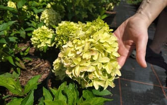 Почему гортензии зеленеют? Вот что нужно делать, чтобы появились розовые и голубые цветы — Полезно