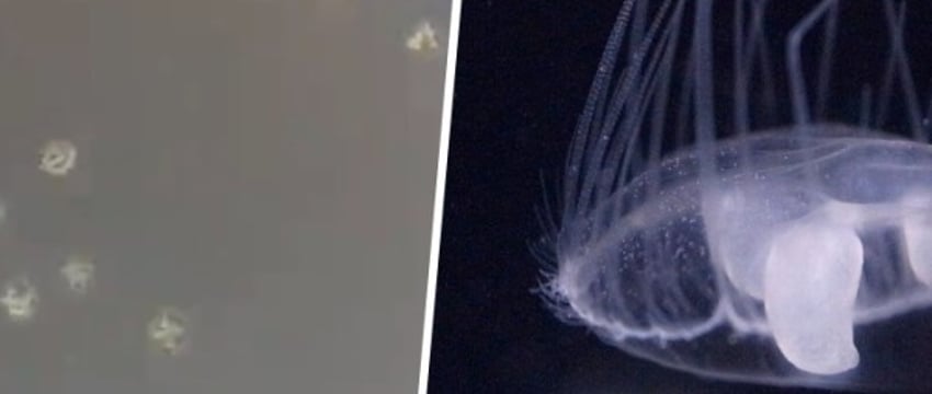 В Беларуси нашли медуз. Как они к нам попали?