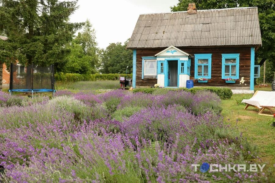 Под Пинском семья создала лавандовую ферму