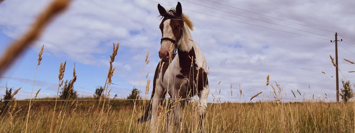 Власти Литвы зарегистрировали независимую православную церковь