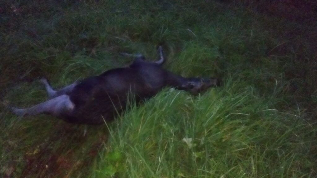 Женщина-пассажир погибла в ДТП с лосем