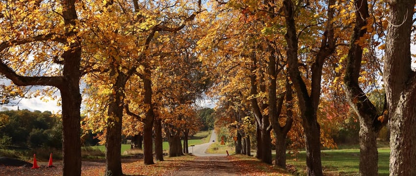 Что принесут циклоны с Балтики? Синоптики рассказали о погоде в Полоцке и Новополоцке