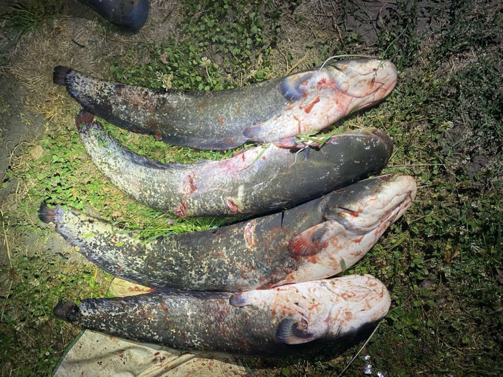 «Наловили» 122 кг рыбы. На одной из рек в Беларуси поймали организованную группу браконьеров