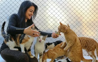 «Безумные кошатницы» существуют? Учёные выяснили, чем отличаются владельцы кошек и собак