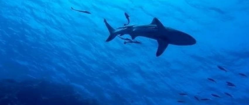 Пропавшую туристку нашли в желудке акулы