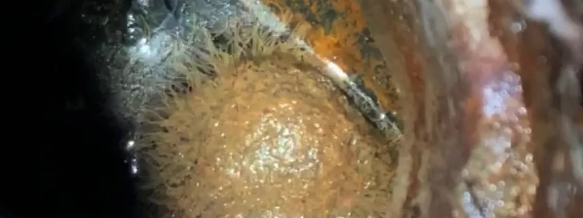 «Туалет из Чернобыля» — Женщина ужаснула интернет загадочным извивающимся существом в канализации — Фото