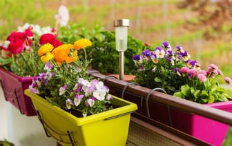 Какие цветы можно посадить на открытом балконе в апреле? Эти 11 не боятся перепадов температур — Полезно