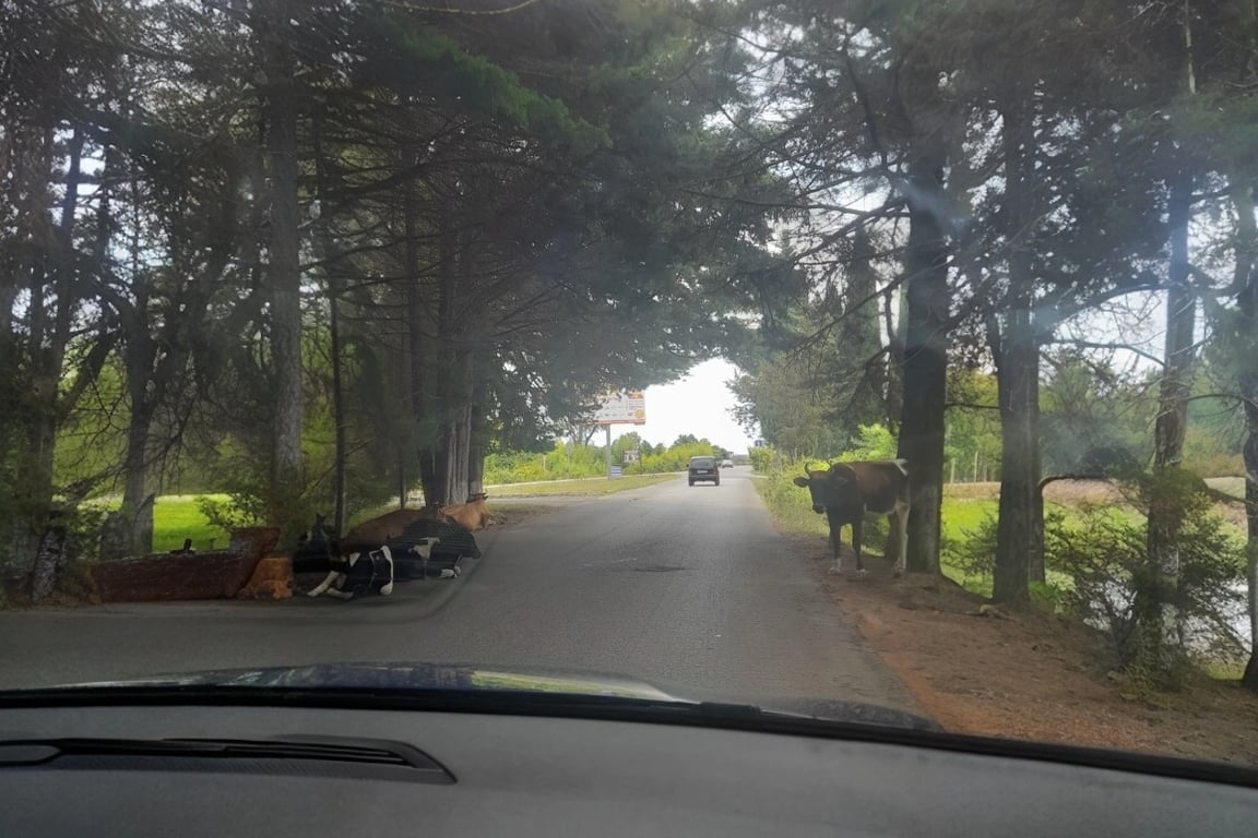 Стартуем из Бреста! 5200 км пути, пробки и коровы на дорогах – путешествие к морю в Абхазию на машине