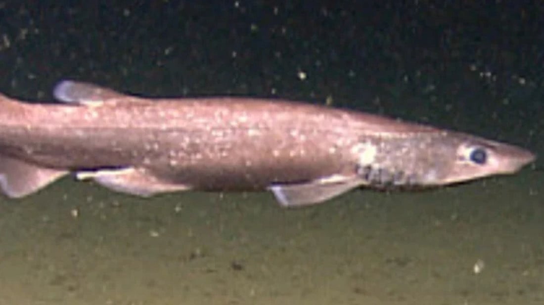 Оса-убийца, акула-демон и гигантский паук. Самые прекрасные и ужасающие существа 2023 года