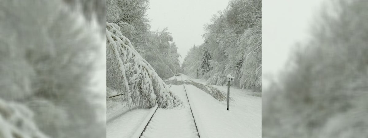 Между Могилёвом и Осиповичами на ж/д пути упали деревья. БелЖД предупредила о задержках поездов
