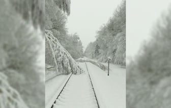 Между Могилёвом и Осиповичами на ж/д пути упали деревья. БелЖД предупредила о задержках поездов