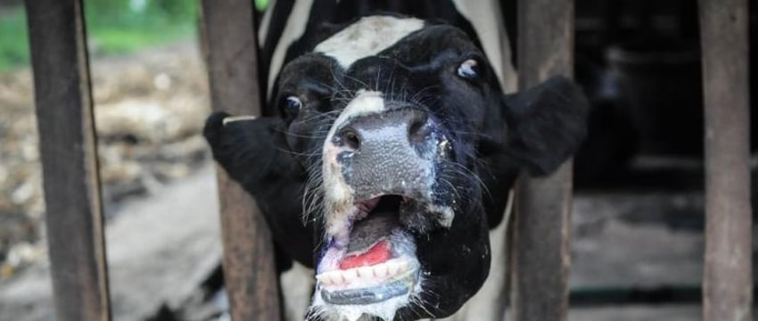 Беларусь и Россия запретили ввозить продукцию животноводства из Германии