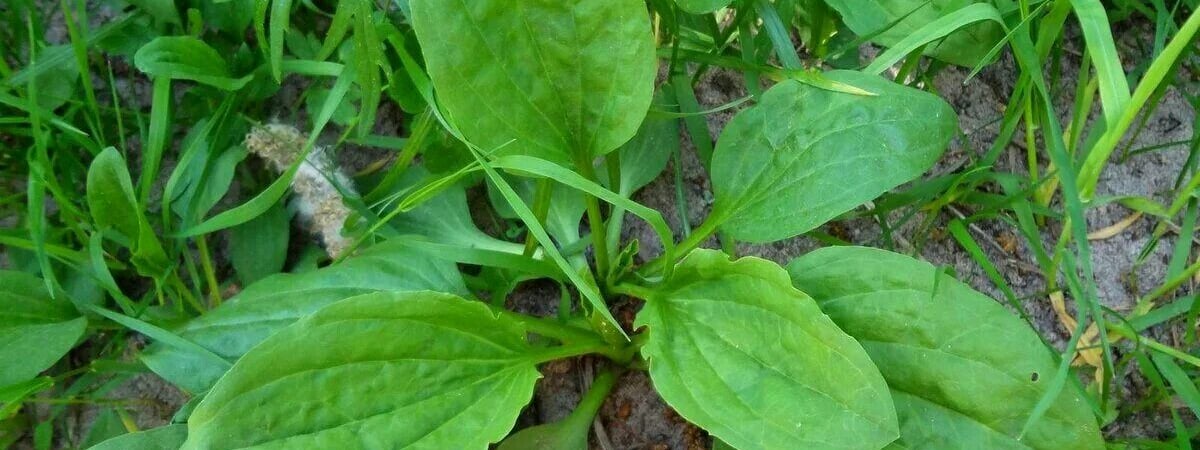 Подорожник не поможет! Врачи рассказали, как правильно обрабатывать царапины