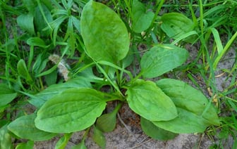 Подорожник не поможет! Врачи рассказали, как правильно обрабатывать царапины