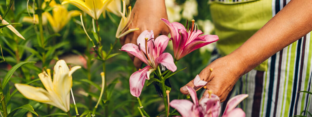 Как заставить лилии «ломиться» от цветов? Нашли рецепт подкормки за 0 рублей — Полезно