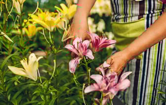 Как заставить лилии «ломиться» от цветов? Нашли рецепт подкормки за 0 рублей — Полезно