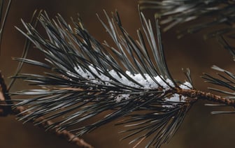 Дожди и до +8 градусов к концу недели. Весна?