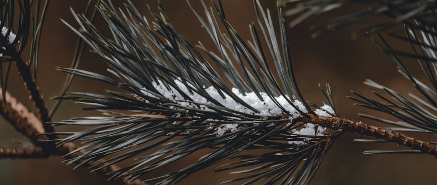 Дожди и до +8 градусов к концу недели. Весна?