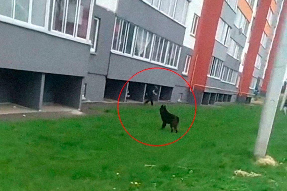 Зверь из Витебска, похожий на черного волка, смотрит на детей. Кадр из видео