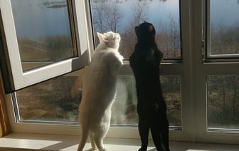 Синоптики спрогнозировали волну тёплого воздуха с юга. Когда в Беларуси прогреется до +20°С? — Фото