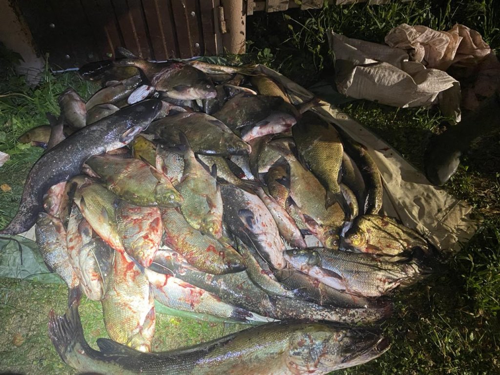 «Наловили» 122 кг рыбы. На одной из рек в Беларуси поймали организованную группу браконьеров