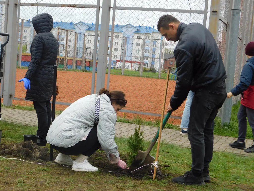 Семьдесят туй зазеленели во дворе СШ № 1 г. Бреста