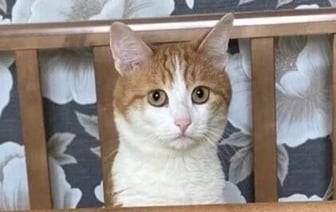 Проводница РЖД в Кировске выкинула домашнего кота из поезда на мороз